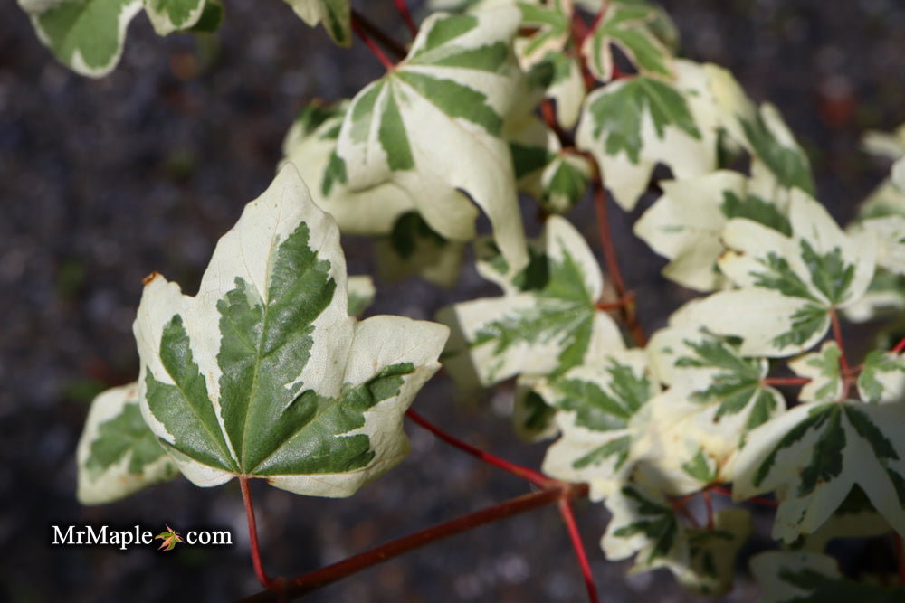 FOR PICK UP ONLY | Acer campestre 'Carnival' White Variegated Maple | DOES NOT SHIP