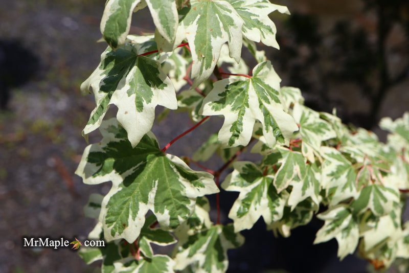 - Acer campestre 'Carnival' White Variegated Maple - Mr Maple │ Buy Japanese Maple Trees