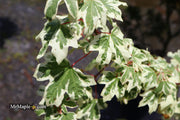 - FOR PICK UP ONLY | Acer campestre 'Carnival' White Variegated Maple | DOES NOT SHIP - Mr Maple │ Buy Japanese Maple Trees