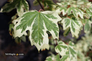 - Acer campestre 'Carnival' White Variegated Maple - Mr Maple │ Buy Japanese Maple Trees