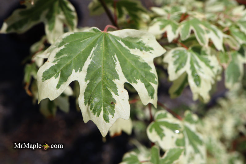 - Acer campestre 'Carnival' White Variegated Maple - Mr Maple │ Buy Japanese Maple Trees