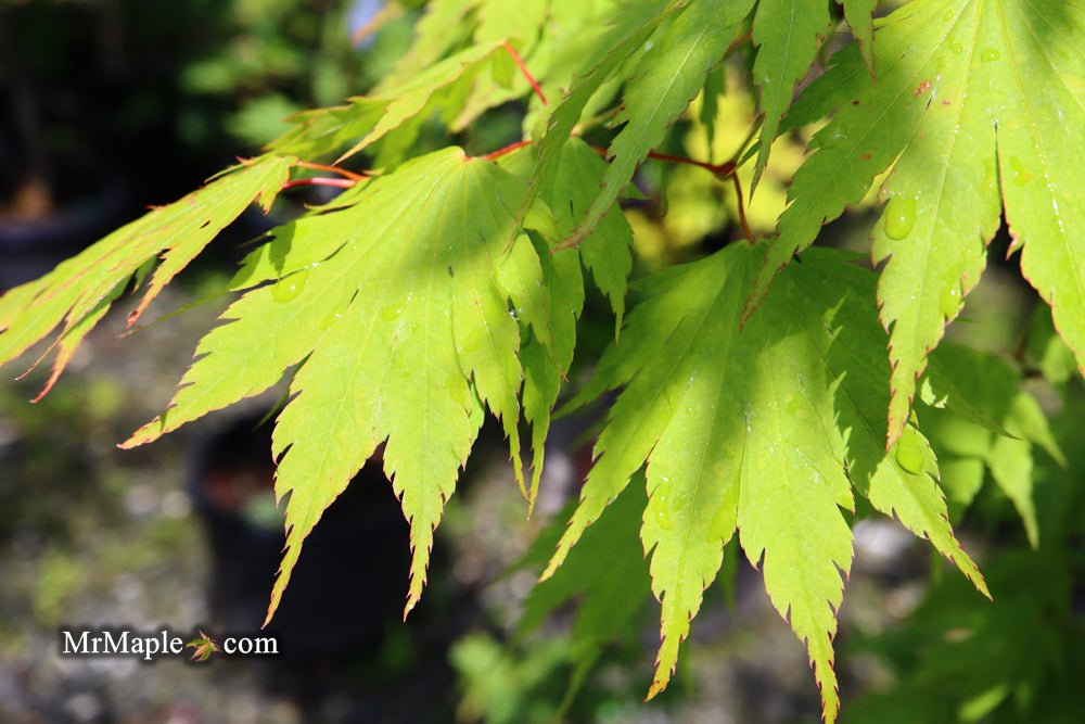 Acer tenuifolium Full Moon Japanese Maple