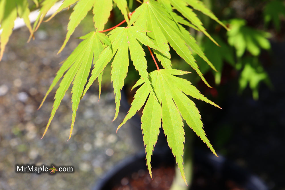 Acer tenuifolium Full Moon Japanese Maple