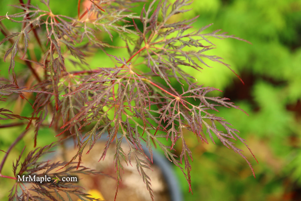 Acer palmatum 'Red Feathers' Dwarf Japanese Maple
