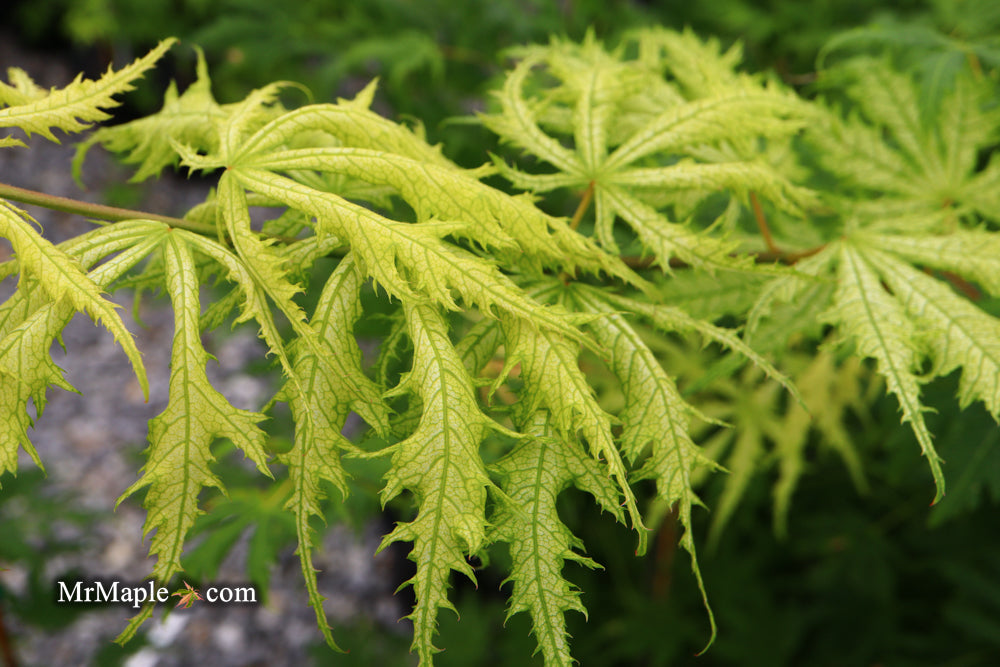 FOR PICKUP ONLY | Acer palmatum 'Sister Ghost' Japanese Maple | DOES NOT SHIP