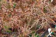 - Acer palmatum 'Red Filigree Lace' Dwarf Japanese Maple - Mr Maple │ Buy Japanese Maple Trees