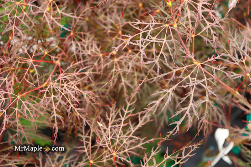 - Acer palmatum 'Red Filigree Lace' Dwarf Japanese Maple - Mr Maple │ Buy Japanese Maple Trees