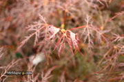 - Acer palmatum 'Red Filigree Lace' Dwarf Japanese Maple - Mr Maple │ Buy Japanese Maple Trees