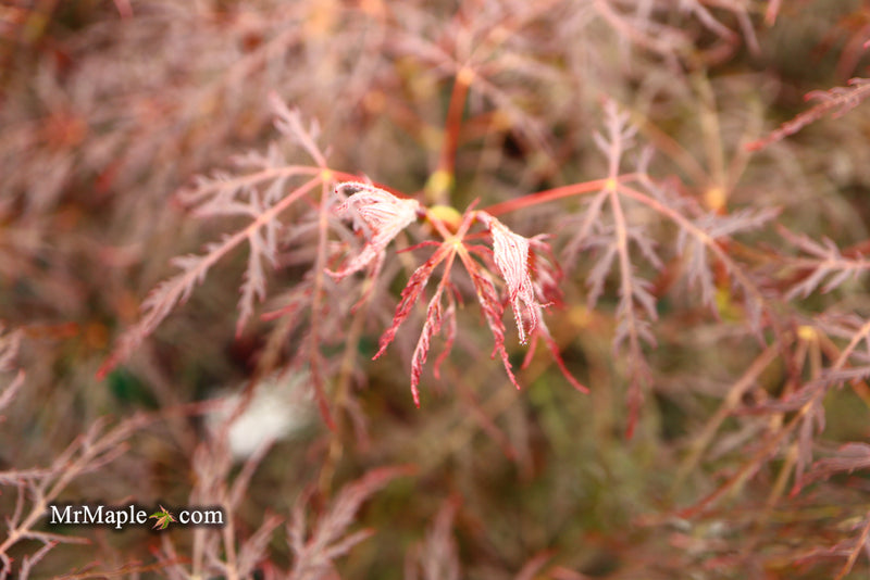 - Acer palmatum 'Red Filigree Lace' Dwarf Japanese Maple - Mr Maple │ Buy Japanese Maple Trees