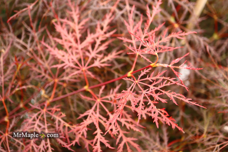 - Acer palmatum 'Red Filigree Lace' Dwarf Japanese Maple - Mr Maple │ Buy Japanese Maple Trees