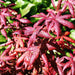 - FOR PICK UP ONLY | Acer palmatum 'Peve Starfish' Japanese Maple | DOES NOT SHIP - Mr Maple │ Buy Japanese Maple Trees