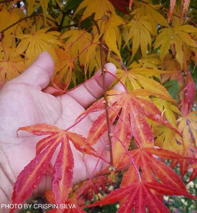 Acer sieboldianum 'Firefall' Japanese Maple