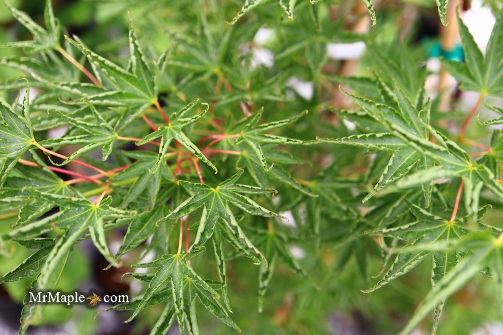 FOR PICKUP ONLY | Acer palmatum 'Okushimo' Japanese Maple | DOES NOT SHIP