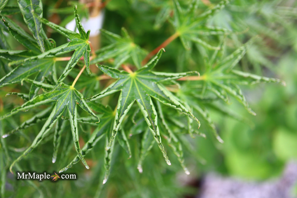 Acer palmatum 'Okushimo' Japanese Maple
