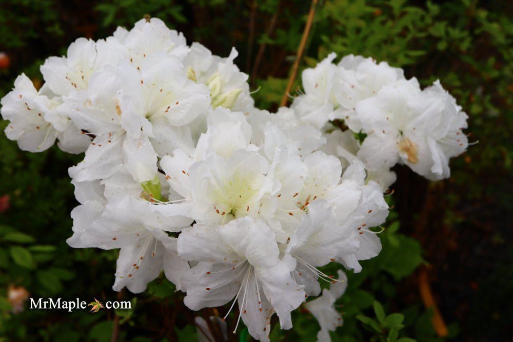 Azalea 'Helen Close’ Evergreen White Azalea