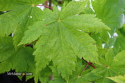 - Acer japonicum 'Vitifolium' Large Leaf Full Moon Japanese Maple - Mr Maple │ Buy Japanese Maple Trees