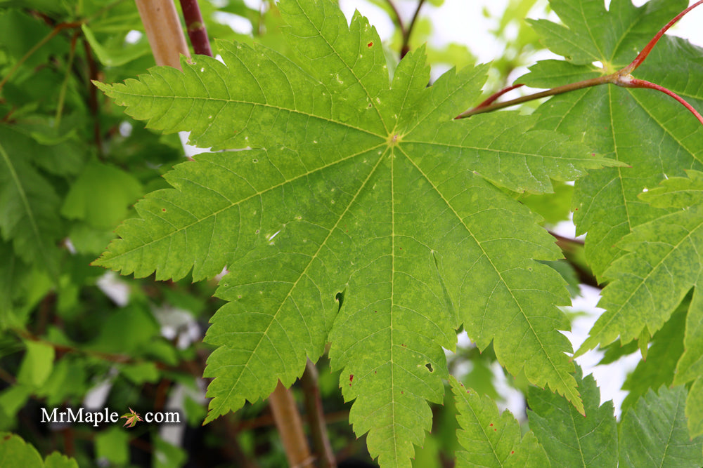Acer japonicum 'Vitifolium' Large Leaf Full Moon Japanese Maple
