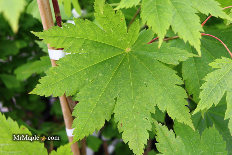 - Acer japonicum 'Vitifolium' Large Leaf Full Moon Japanese Maple - Mr Maple │ Buy Japanese Maple Trees