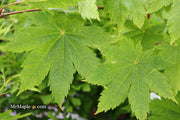 - Acer japonicum 'Vitifolium' Large Leaf Full Moon Japanese Maple - Mr Maple │ Buy Japanese Maple Trees