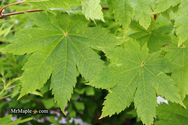 - Acer japonicum 'Vitifolium' Large Leaf Full Moon Japanese Maple - Mr Maple │ Buy Japanese Maple Trees