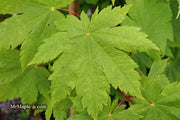 - Acer japonicum 'Vitifolium' Large Leaf Full Moon Japanese Maple - Mr Maple │ Buy Japanese Maple Trees