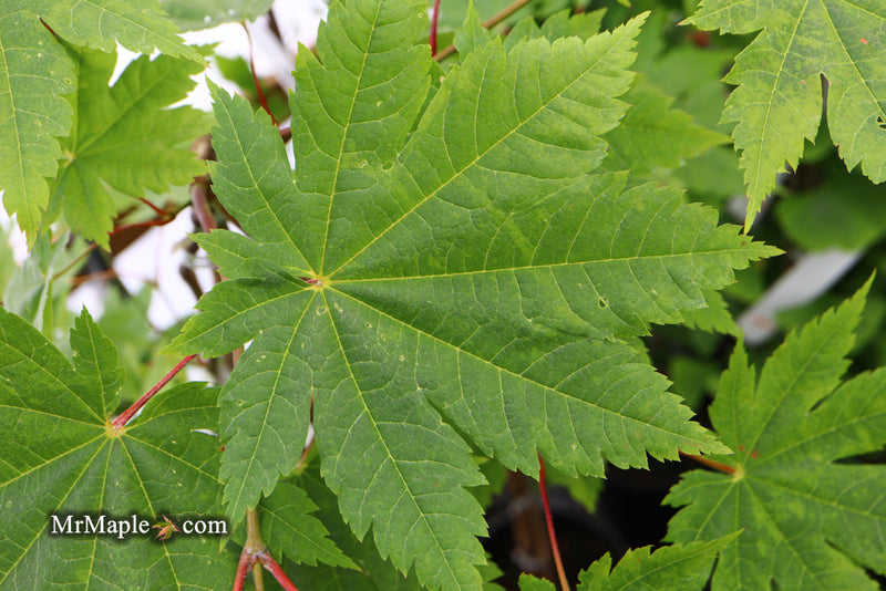 - Acer japonicum 'Vitifolium' Large Leaf Full Moon Japanese Maple - Mr Maple │ Buy Japanese Maple Trees
