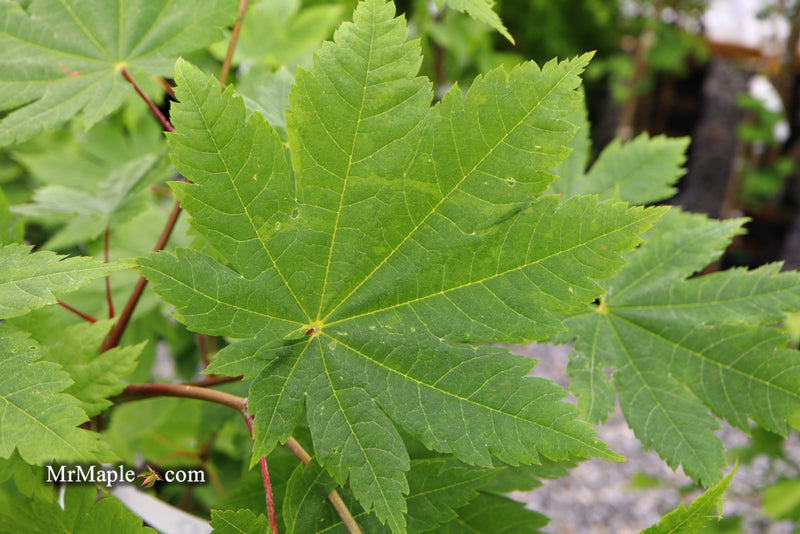 - Acer japonicum 'Vitifolium' Large Leaf Full Moon Japanese Maple - Mr Maple │ Buy Japanese Maple Trees