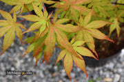 - Acer palmatum 'Amber Ghost' Japanese Maple - Mr Maple │ Buy Japanese Maple Trees