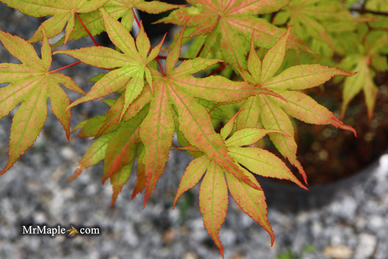 - Acer palmatum 'Amber Ghost' Japanese Maple - Mr Maple │ Buy Japanese Maple Trees