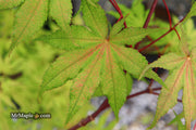 - Acer palmatum 'Amber Ghost' Japanese Maple - Mr Maple │ Buy Japanese Maple Trees