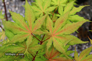 - Acer palmatum 'Amber Ghost' Japanese Maple - Mr Maple │ Buy Japanese Maple Trees