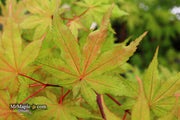 - Acer palmatum 'Amber Ghost' Japanese Maple - Mr Maple │ Buy Japanese Maple Trees