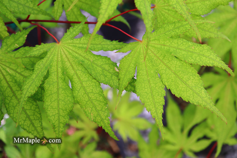 Acer palmatum 'Amber Ghost' Japanese Maple