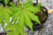 - Acer palmatum 'Amber Ghost' Japanese Maple - Mr Maple │ Buy Japanese Maple Trees