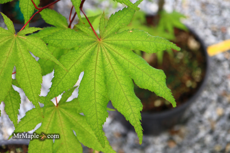 - Acer palmatum 'Amber Ghost' Japanese Maple - Mr Maple │ Buy Japanese Maple Trees