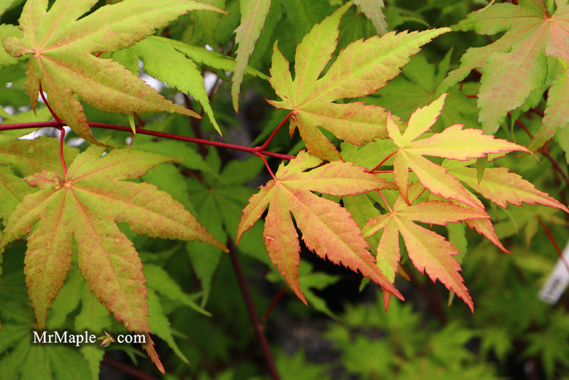 - Acer palmatum 'Amber Ghost' Japanese Maple - Mr Maple │ Buy Japanese Maple Trees