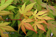 - Acer palmatum 'Amber Ghost' Japanese Maple - Mr Maple │ Buy Japanese Maple Trees