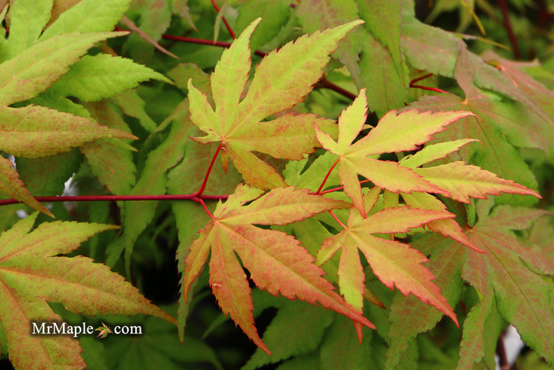 - Acer palmatum 'Amber Ghost' Japanese Maple - Mr Maple │ Buy Japanese Maple Trees