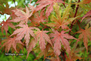 - Acer palmatum 'Purple Ghost' Japanese Maple - Mr Maple │ Buy Japanese Maple Trees