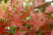 - Acer palmatum 'Purple Ghost' Japanese Maple - Mr Maple │ Buy Japanese Maple Trees