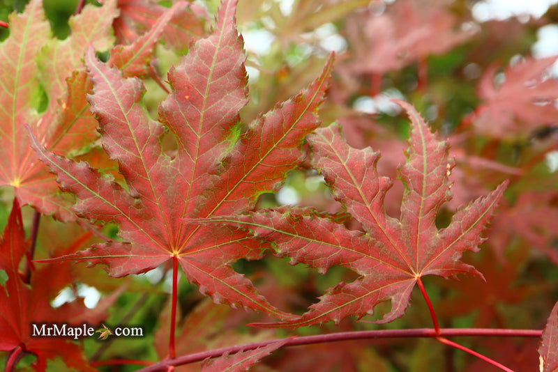 - Acer palmatum 'Purple Ghost' Japanese Maple - Mr Maple │ Buy Japanese Maple Trees