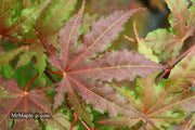 - Acer palmatum 'Purple Ghost' Japanese Maple - Mr Maple │ Buy Japanese Maple Trees