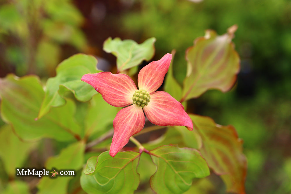 Cornus kousa 'Rutpink' Scarlet Fire™ Red Flowering Chinese Dogwood