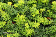 - FOR PICK UP ONLY | Acer palmatum 'Mikawa yatsubusa' Dwarf Japanese Maple | DOES NOT SHIP - Mr Maple │ Buy Japanese Maple Trees