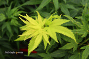 - FOR PICK UP ONLY | Acer palmatum 'Mikawa yatsubusa' Dwarf Japanese Maple | DOES NOT SHIP - Mr Maple │ Buy Japanese Maple Trees