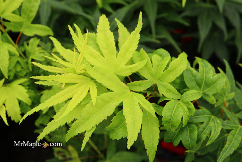 - FOR PICK UP ONLY | Acer palmatum 'Mikawa yatsubusa' Dwarf Japanese Maple | DOES NOT SHIP - Mr Maple │ Buy Japanese Maple Trees