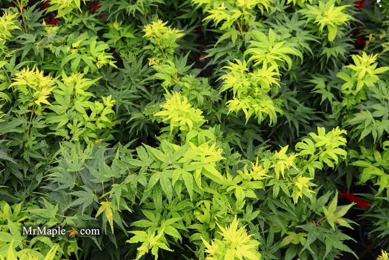 - FOR PICK UP ONLY | Acer palmatum 'Mikawa yatsubusa' Dwarf Japanese Maple | DOES NOT SHIP - Mr Maple │ Buy Japanese Maple Trees