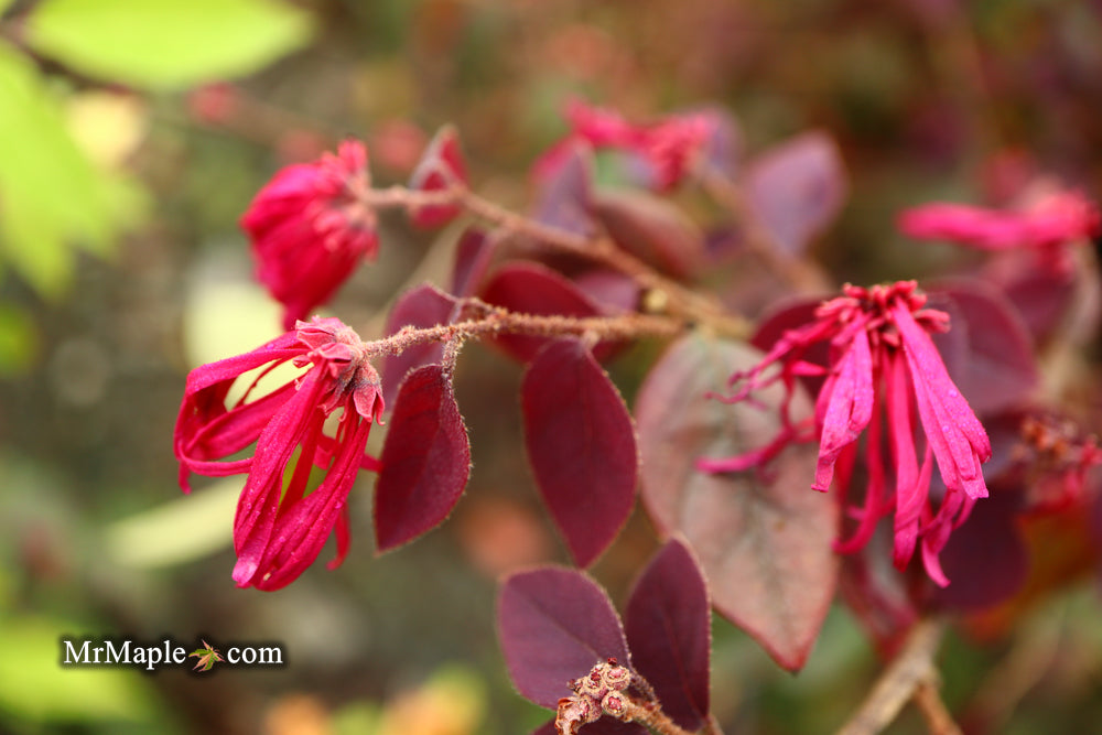 Loropetalum ‘Carolina Midnight' Purple Leaf Fringe Flower