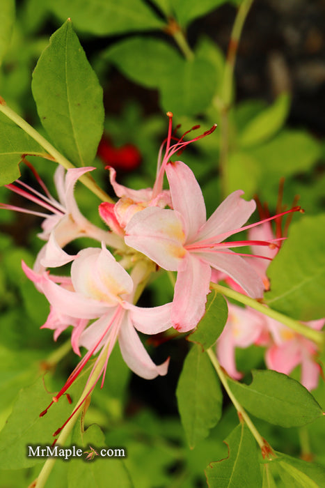 Azalea ‘George Wood Pink’ Pink Native Azalea