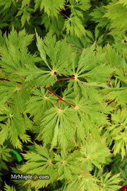 - FOR PICKUP ONLY | Acer japonicum 'Mai kujaku' Dancing Peacock Japanese Maple | DOES NOT SHIP - Mr Maple │ Buy Japanese Maple Trees